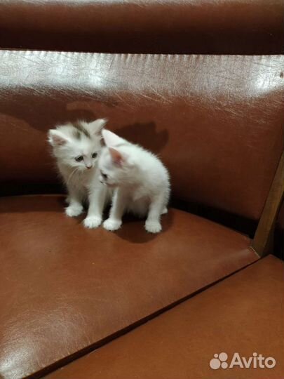 Отдам кота в добрые руки