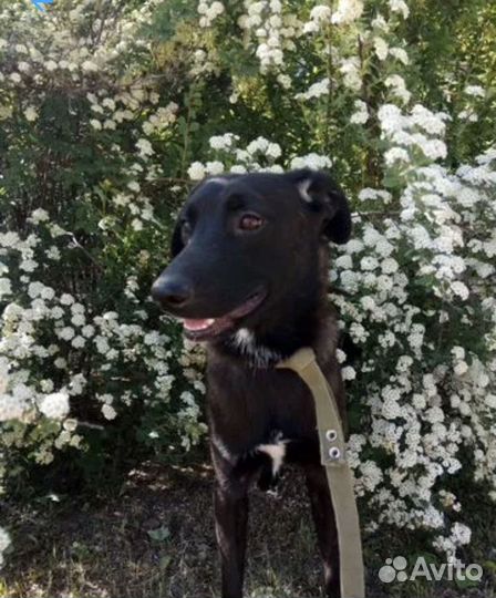 Собака в добрые руки