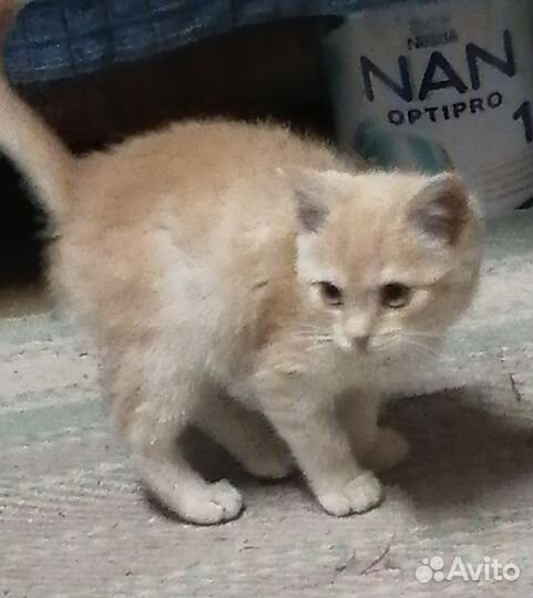 Котенок Персик 3мес бесплатно в добрый дом