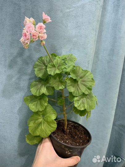 Пеларгония millfield rose