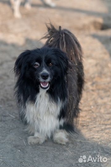 В добрые руки