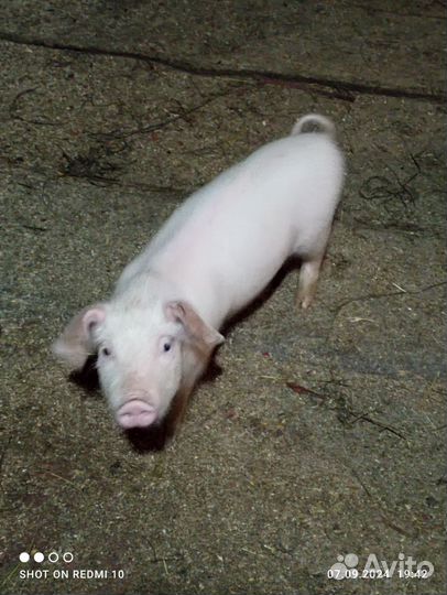 Поросята ландрас дюрок