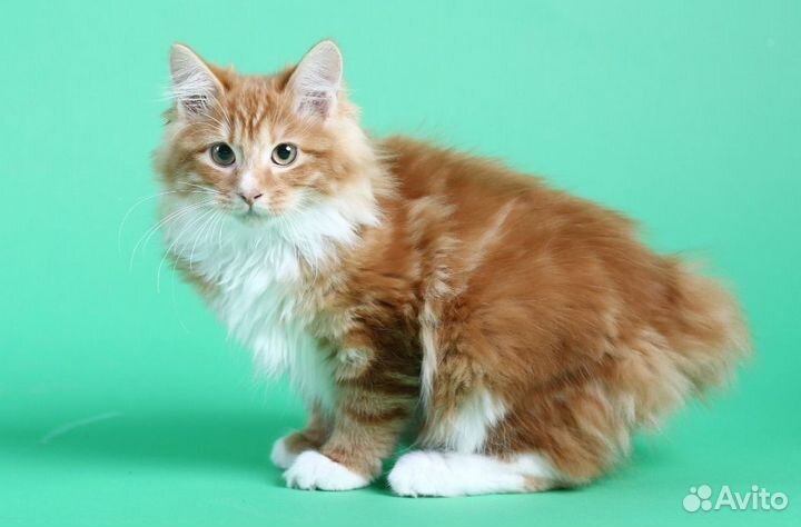 Курильский бобтейл котенок