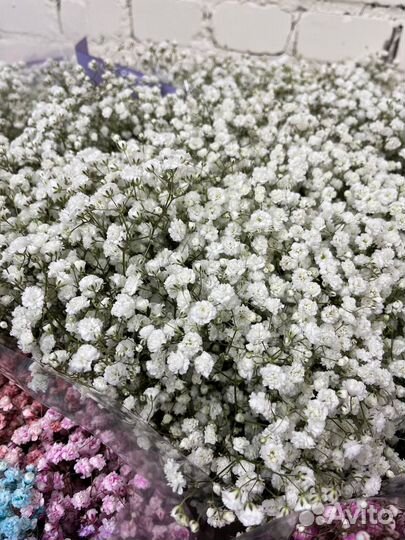 Гипсофила оптом