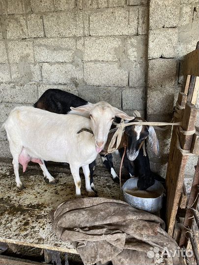 Зааненская дойная коза с козленком