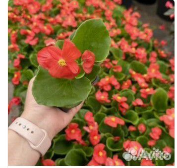 Органические удобрения