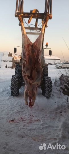 Мясо говядина