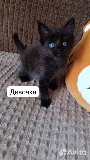 Котята мейн-кун