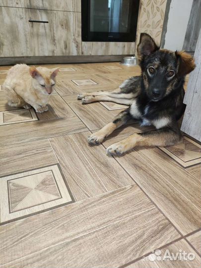 Миниатюрная собака в добрые руки