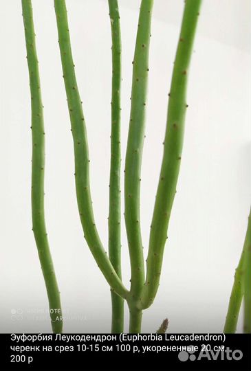 Суккуленты и другие растения 5