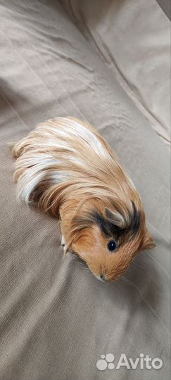 Морская свинка с клеткой