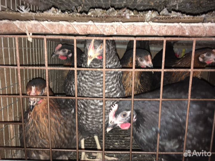 Куры молодки