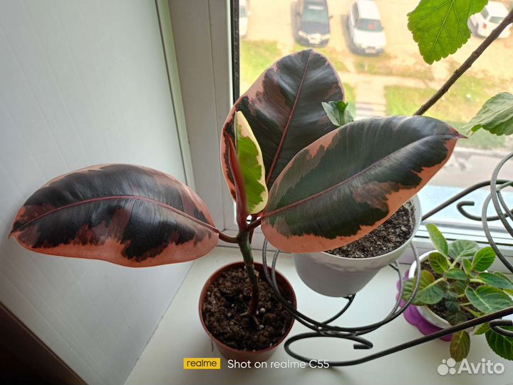 Фикус эластика белиз