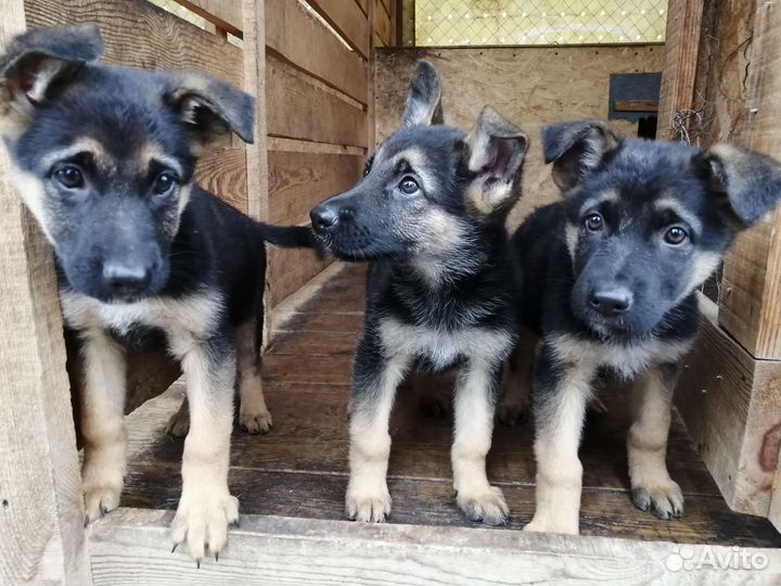 Щенки Восточно-европейской овчарки вео