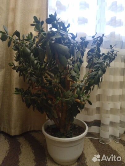 Крассула (денежное дерево),толстянка