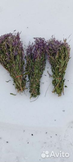 Иван чай обыкновенный (кипрей)