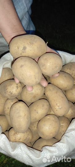 Продам картофель