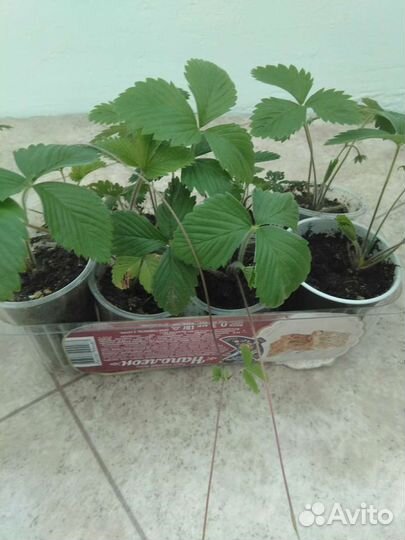 Земляника белая, ремонтантная