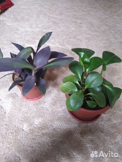 Сингониум, пеперомия, коллизия традискагция