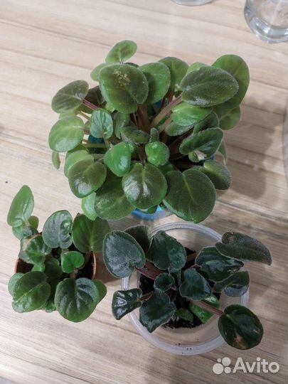 Фиалка 2 вида