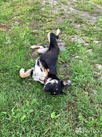 Щенок в добрые руки