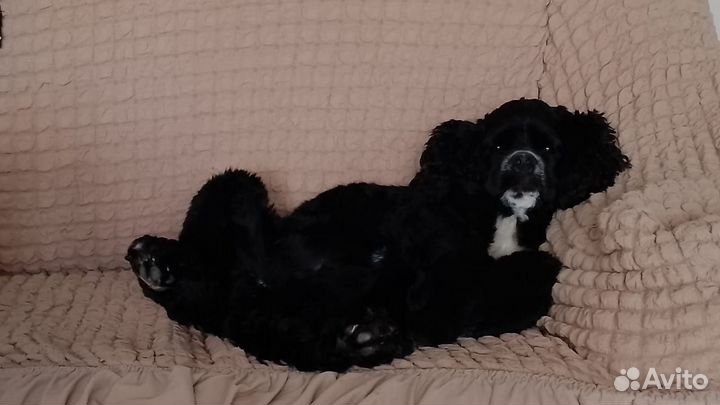 Американский кокер спаниель вязка