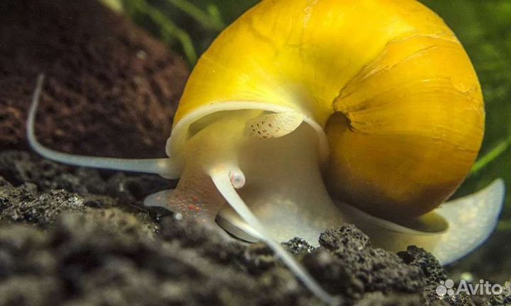 Улитки ампулярии