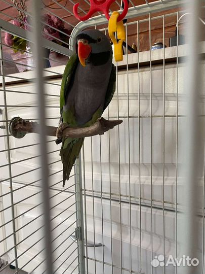 Александрийский китайский кольчатый попугай