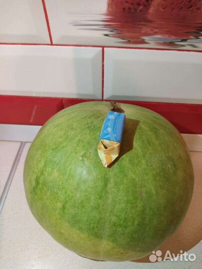 Набор семян вкусных арбузов и дынь