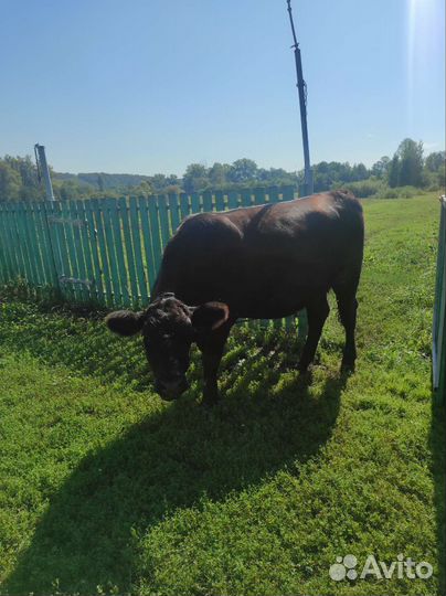 Телки стельные