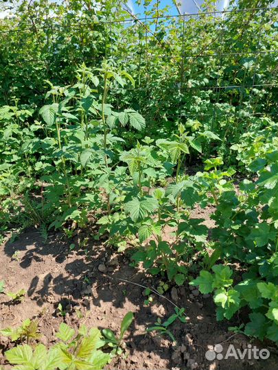 Малина саженцы