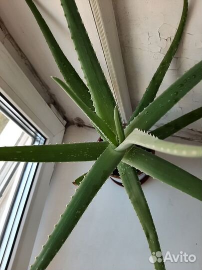Алоэ вера 3 года