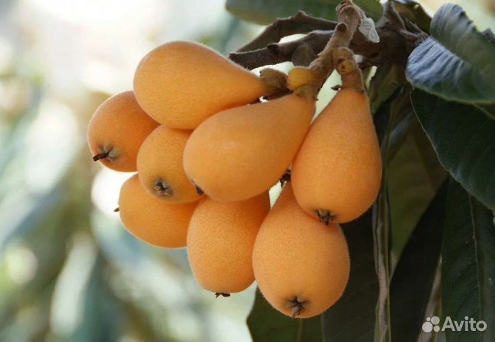 Мушмула германская