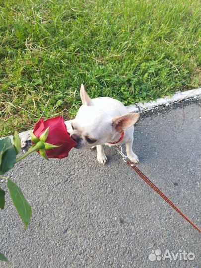 Вязка мини белого чихуахуа