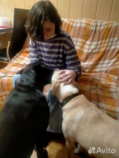 Выгул собак/Зооняня/Догситтер