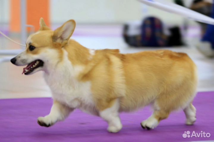 Вельш-корги пемброк Кобель для Вязки