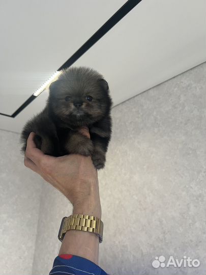 Померанский шпиц мини