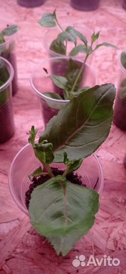 Фуксия, ампельная Пинк Маршмаллоу, черенки