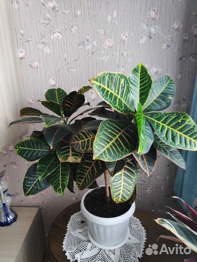 Кодиеум кротон Петра