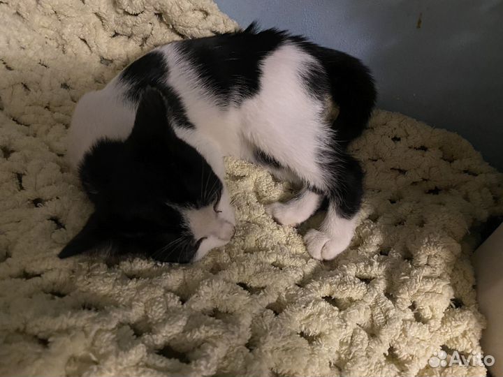 Котенок девочка бесплатно