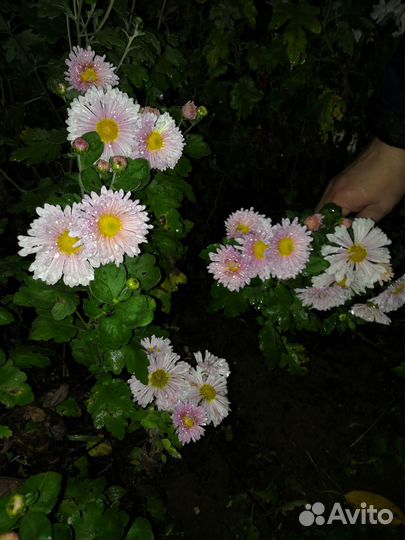 Хризантема корейская