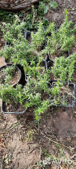 Флокс шиловидный White delight