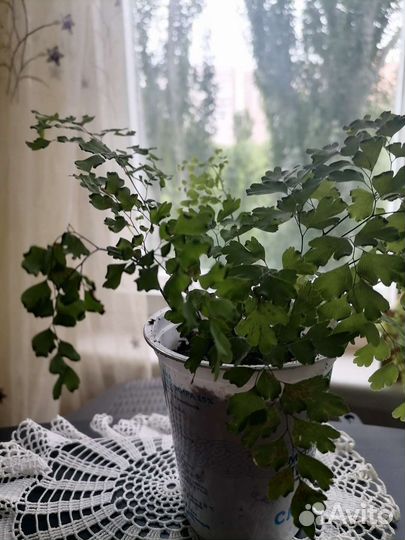 Адиантум венерин волос