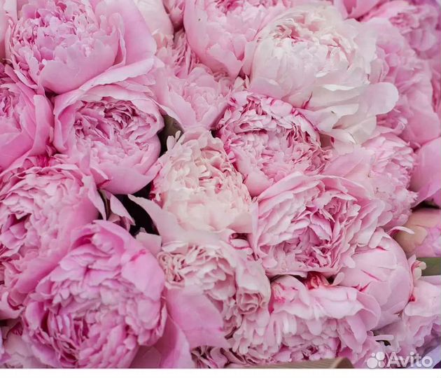 Саженцы пиона