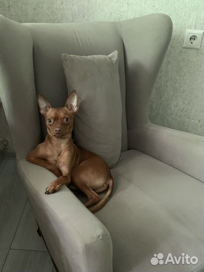 Отдам в дар русского той-терьера