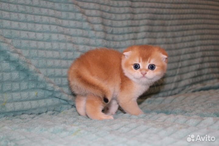 Шотландские котята