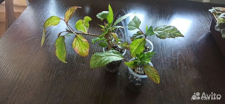 Гибискус снежная королева