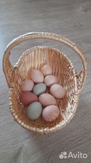 Инкубационные домашние яйца Цыплята микс