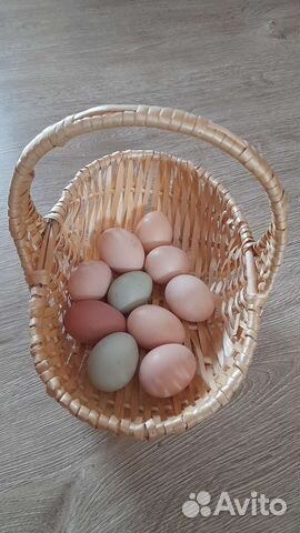 Инкубационные домашние яйца Цыплята микс