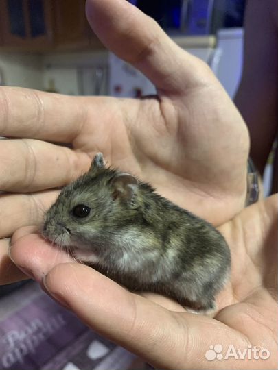 Джунгарский хомяк